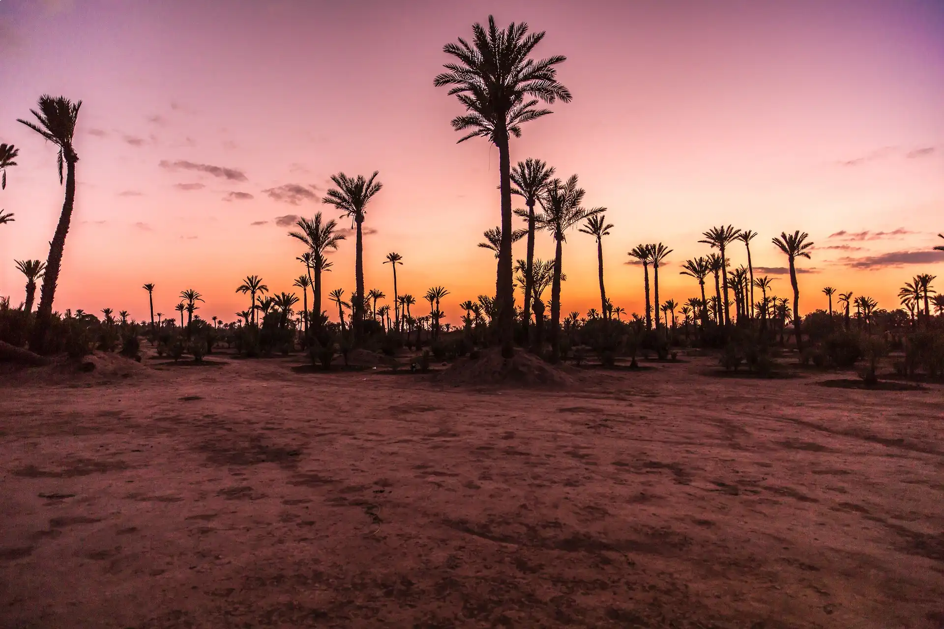 palm-trees