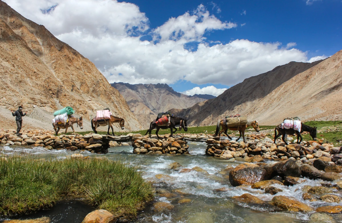Animals walk through Atlas mountains valley