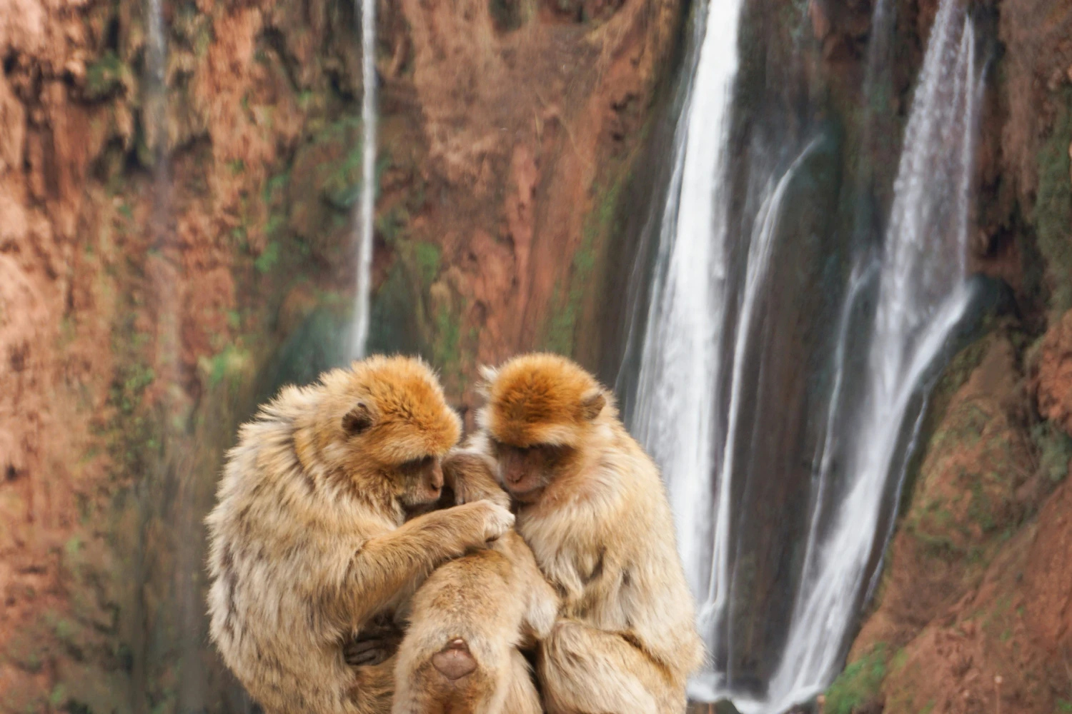 Atlas Mountains Monkeys In Ouzoud