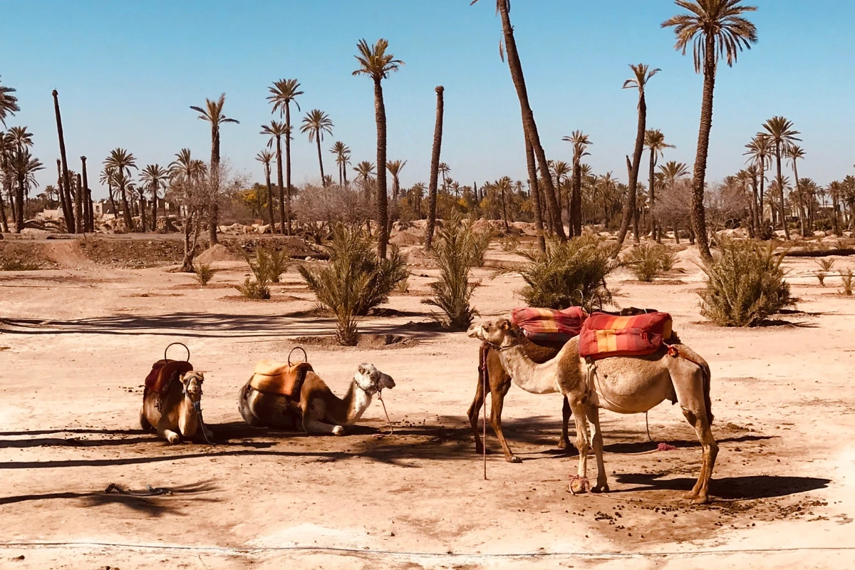 Camels Trekking in Marrakech Palme Grove