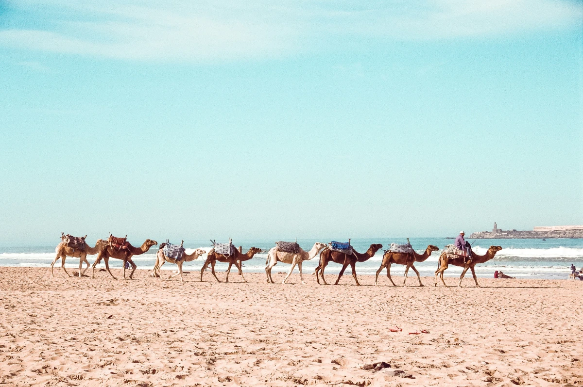 Group Of Camels in EssaouiraBeach